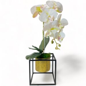 1 Stem Orchid Arrangement