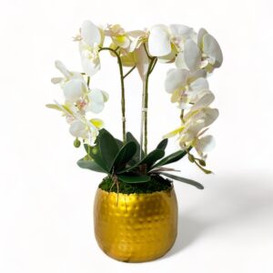 2 Stem Orchid Arrangement