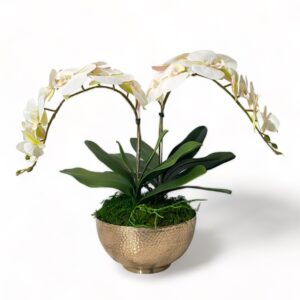 2 Stem Orchid Arrangement